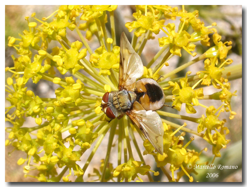 Ectophasia leucoptera, Dittero Tachinidae  dalle Madonie